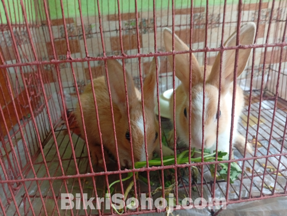 Rabit